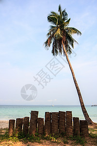 椰子树 椰子标签图片