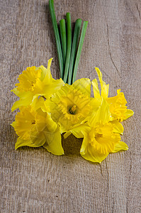 珍奎罗花 浪漫的 发芽 水仙花 春天 黄色的 植物 简单的 礼物图片
