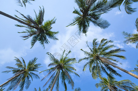 椰椰枣 太阳 夏天 椰子 晴天 天空 树 棕榈树 叶子图片