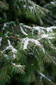 雪密闭覆盖的长青松 季节 空的 树 传统背景图片