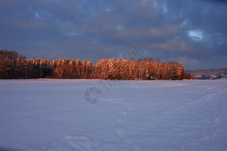 冬季 假期 自然 树 蓝色的 阳光 寂寞 冻结的 树木背景图片