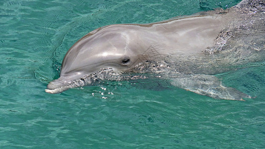 灰色海豚海豚 蔚蓝 脚蹼 哺乳动物 游泳者 加勒比 尤卡坦半岛 宣誓 荒野 墨西哥背景