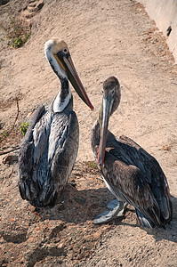 Pelican海滩高清图片