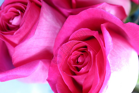 粉红玫瑰花 美丽 柔和的 夏天 礼物 水 香水 天 春天背景图片