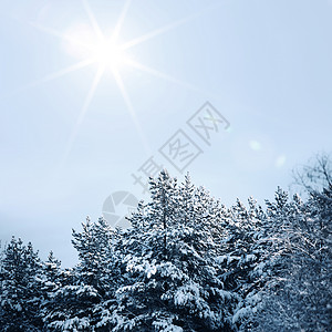松林林 日出 森林 荒野 晴天 冰 场景 树木 圣诞节 太阳图片