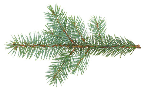 fir-树枝的分支背景图片