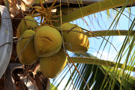 椰子 自然 加勒比 水平的 棕榈树 热带气候 夏天高清图片