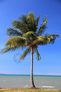 棕榈树 坚果 温暖的 水边 海滨 度假的感觉 海洋 海背景图片