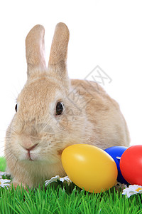 复活节兔子 可爱的 雏菊 草 复活节快乐 复活节假期背景图片