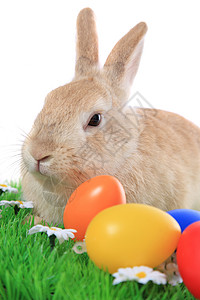兔子 复活节彩蛋 隔离在白色 可爱的 复活节快乐 白色的 草 草地 复活节背景图片