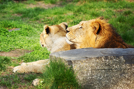 狮子狮 哺乳动物 野生动物 动物园 打猎 捕食者 荒野 金的 栖息地图片