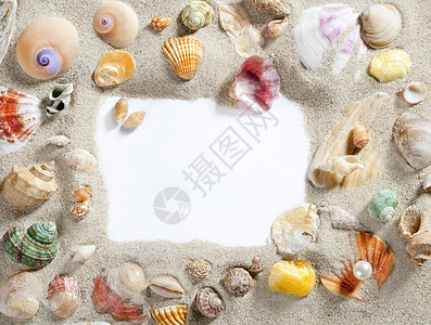 贝壳边框夏季边框边框沙滩空壳空空空复制空间 假期 蜗牛背景
