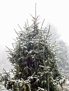 松树 圣诞节 雪 假期 冰 下雪 植物 寒冷的背景图片