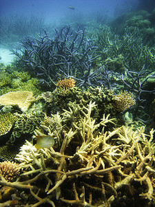 凯恩斯绿岛大堡礁大堡礁地下水下地表 娱乐 海洋 地理 旅行 海绵 珊瑚背景