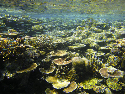 大堡礁地下水下地表 栖息地 海 海底 岛 澳大利亚 扇子背景图片