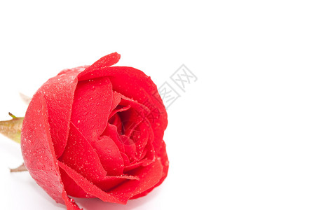 红玫瑰 礼物 情人 花店 水 迷人的背景图片