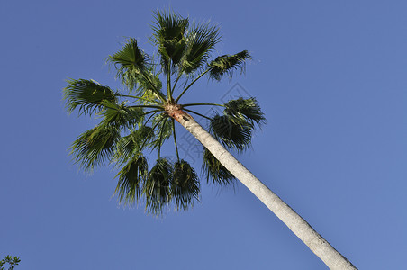 高风扇棕榈树图片
