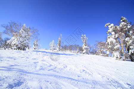 东北雪原毛笔字滑雪运行 日本 雪原 自然 滑雪道 滑雪胜地 寒冷的背景