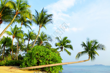 海滩的树新加坡 沙托萨的树木和景观 冷清 泻湖 风景 天空背景
