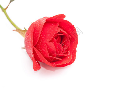 红玫瑰 庆祝 浪漫 婚姻 假期 自然 紫色的 花的 花瓣 花背景图片