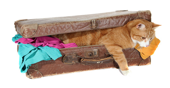 穿着衣服的旧手提箱里偷窥猫高清图片