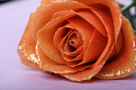 橙色玫瑰 配金装饰 假期 枝条 云杉 叶子图片