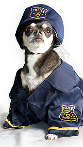 警察警犬图片