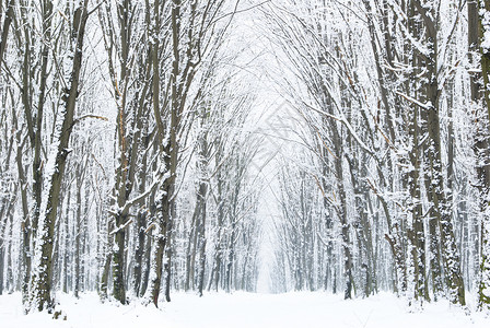 冬季森林 假期 下雪的 凉爽的 场地 季节 路 水图片