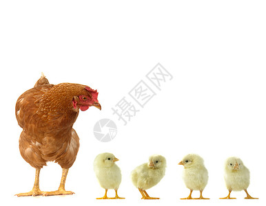 母鸡和小鸡 孵化场 家畜 家禽 年轻的 雏鸟 公鸡 起毛 窥视图片