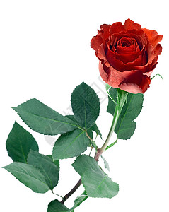 红玫瑰芽 婚礼 自然 叶子 花瓣 花店 盛开背景图片