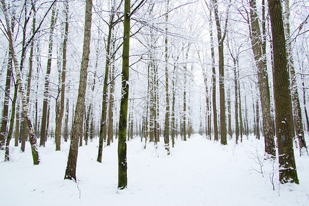 冬季 树木 场地 户外的 云 场景 风景优美的 雪 路图片