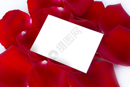 花瓣花朵玫瑰 卡片 情人节 自然 红色的 脆弱性 浪漫图片