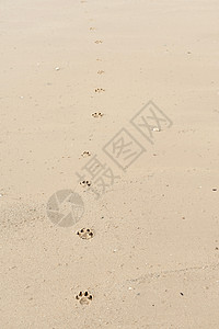海滩上的狗脚印图片