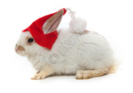 红帽子兔子兔子和红帽子 新年惊喜 乐趣 农场 爱 婴儿背景