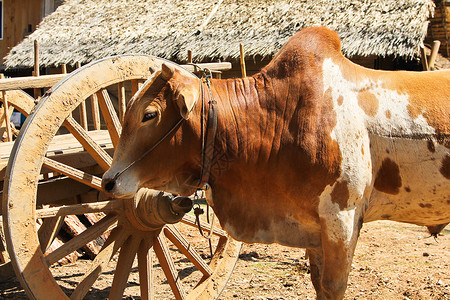缅甸农村农场牛牛或牛牛 动物 亚洲 家 村庄图片