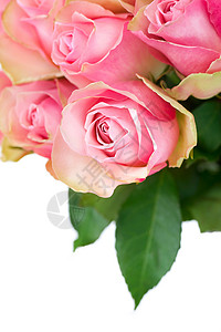 玫瑰团 婚礼 浪漫的 花 卡片 中心 情人节 假期 美丽的背景图片