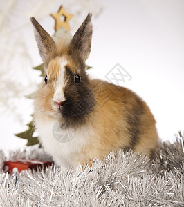 带圣诞兔子 啮齿动物 婴儿 宠物 有趣的 毛皮 雪背景图片
