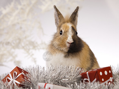 圣诞兔子 快乐的 庆典 展示 礼物 十二月 宠物背景图片