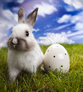 青草中兔子 动物 婴儿 垂耳 甜的 耳朵 快乐可爱图片