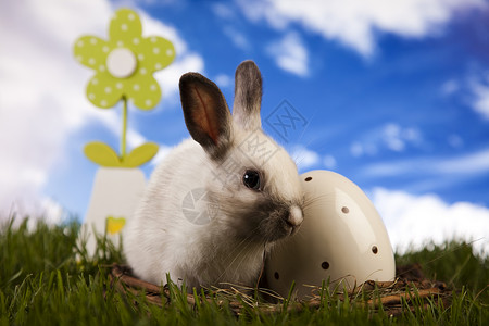春婴小兔子和绿草 春天 野兔 自然 甜的 柔软的背景图片