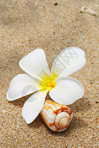 沙滩上放壳和花 鱼 户外的 生活 热带 假期 夏天 卵石背景图片