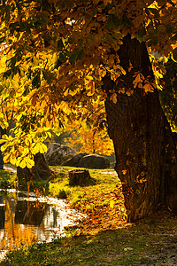 秋季风景 季节 木头 太阳 叶子 公园 森林 美丽的 秋天图片
