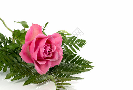 粉红玫瑰和绿叶图片