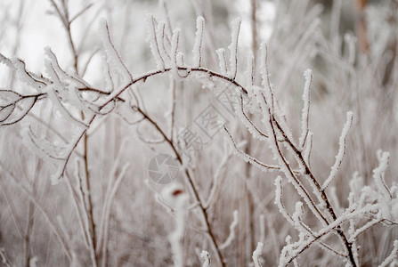 立冬来临寒意重重冰弯曲的树枝背景