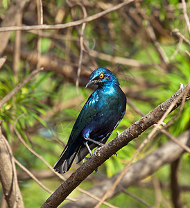 淡蓝色光滑星座 自然 假期 彩虹色 旅行 冈比亚 阳光 鸟类学背景图片