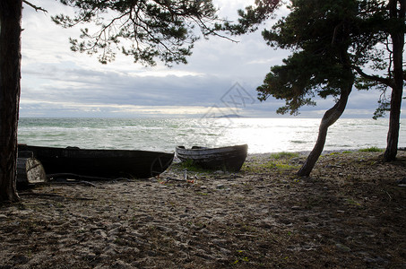 松树旧船旧船 冥想 海浪 树 海 海滩 奥兰 水 海洋背景