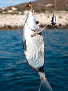 鱼钩上的鱼 湖 钓鱼 渔夫 海鲜 运动 动物 阳光图片