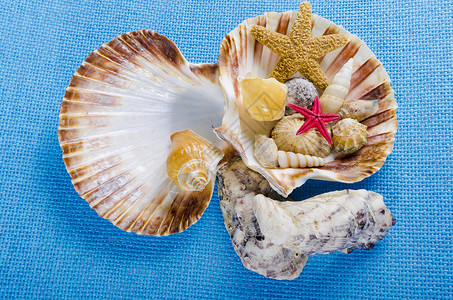 贝壳 海洋 圣诞节 洗澡 治疗 自然 蚌 假期背景图片