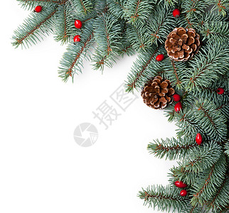 圣诞斯普鲁斯 针叶树 树 绿色的 喜庆的 假期 装饰风格 华丽的背景图片