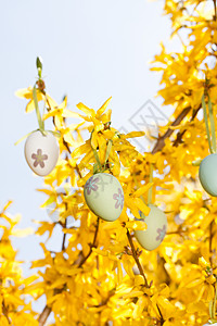 春春户外的东面蛋和福塞西亚树 衬套 美丽的 美丽背景图片